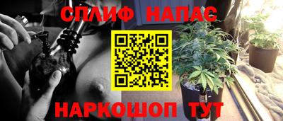 сатива Гай