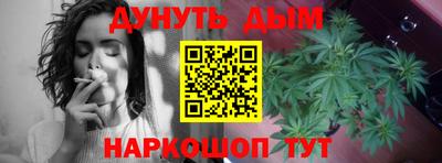 сатива Гай
